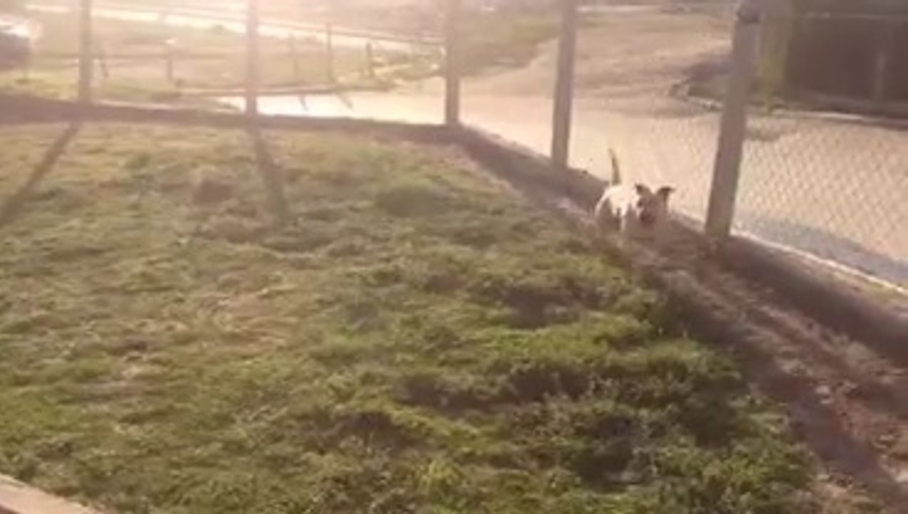 pit bull working