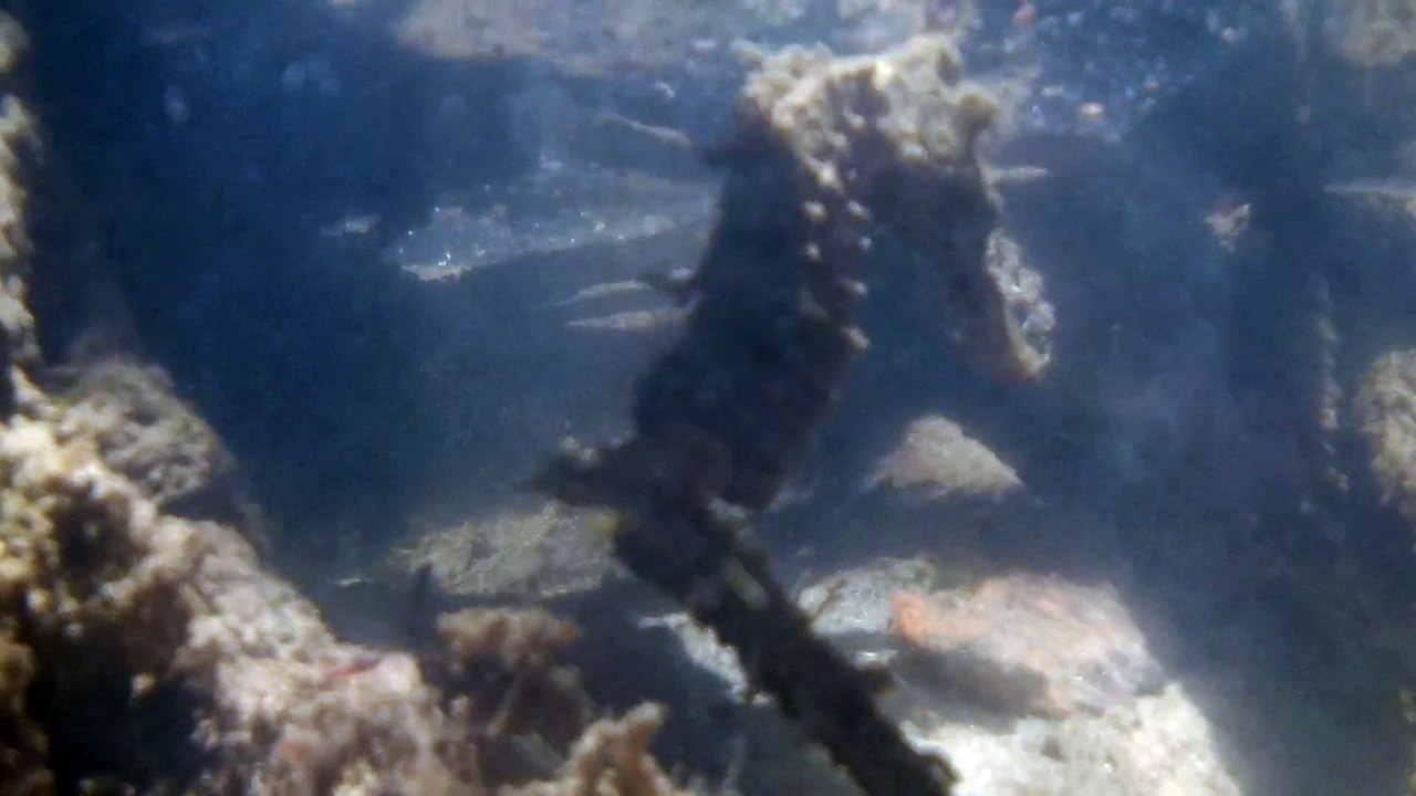 HippoCampe