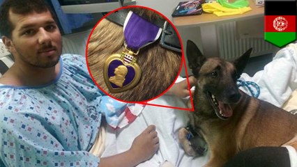 Military dog Rocky awarded Purple Heart after surviving IED blast