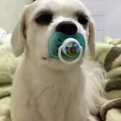 Puppy is just like a baby