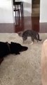 Little cat plays with dog - like best friends