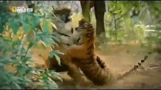 Animal Planet Discovery Channel Wild Life Documentary 2015 National Geographic Wildlife #2