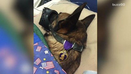 Photo of a Military dog awarded the Purple Heart goes viral