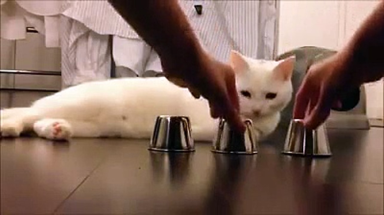 So smart cat