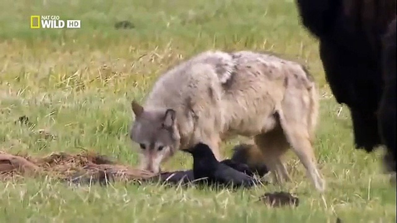 Animal Planet || Animal Planet Full Episodes || Animal Planet Documentary #7