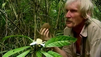 wild life Documentary Animal Planet Wildlife Animals P3