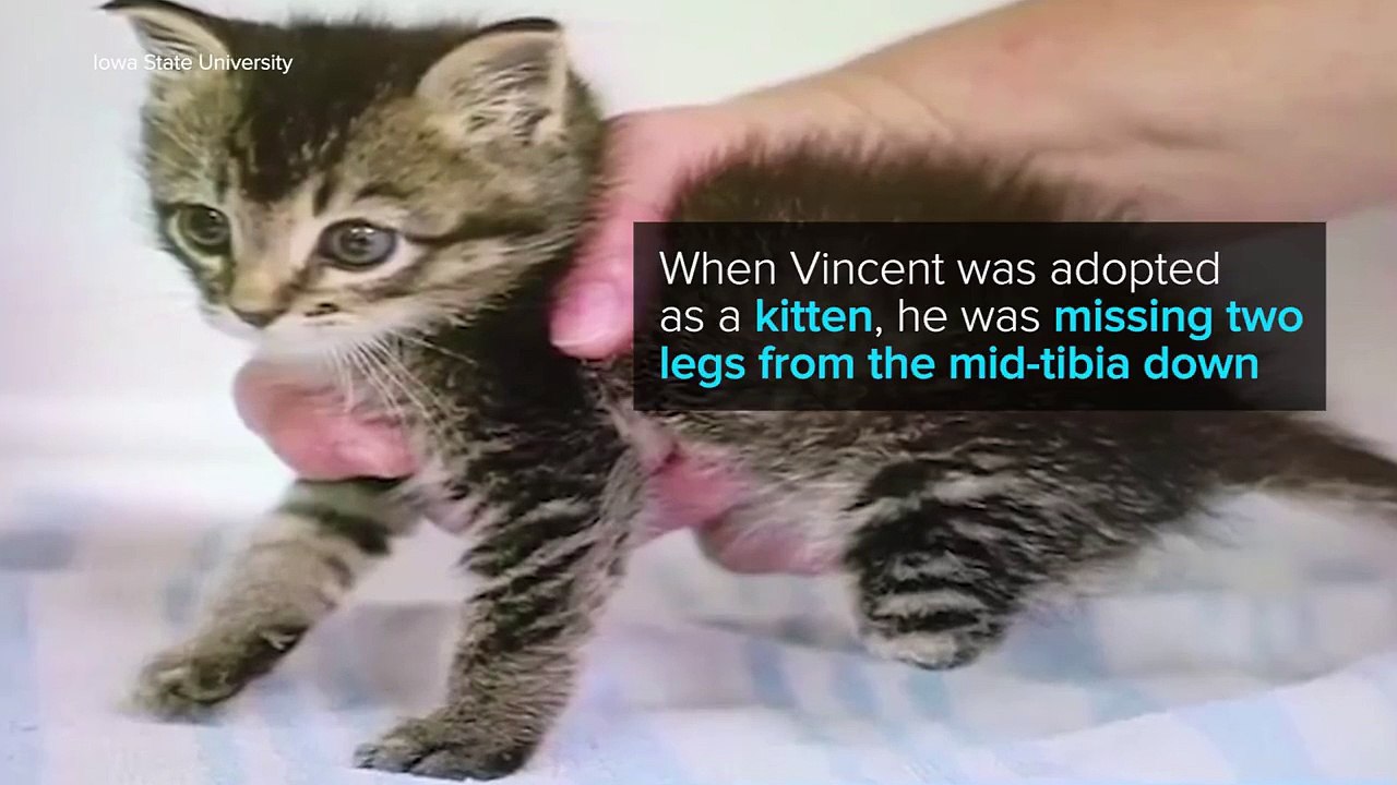 Meet Vincent the cat. As you might have noticed, he has a pair of prosthetic hind legs.