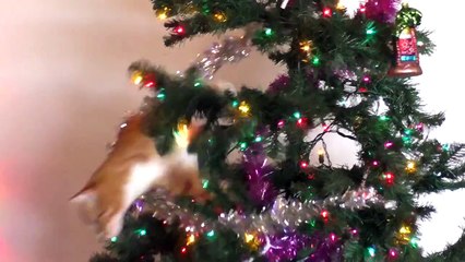 Ночь перед котождеством