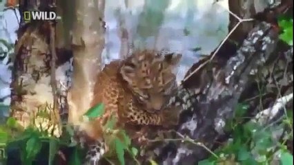 wild life Documentary Animal Planet Wildlife Animals P1