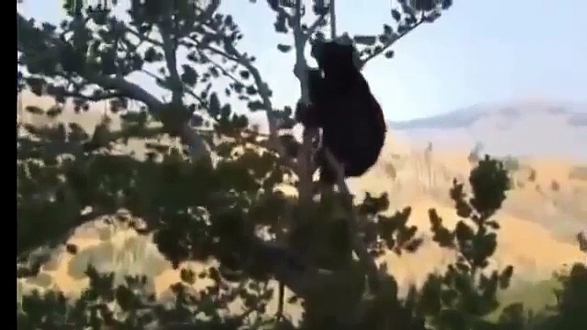 ⁣wild life Documentary Animal Attack Planet Wildlife Animals Fighting 3