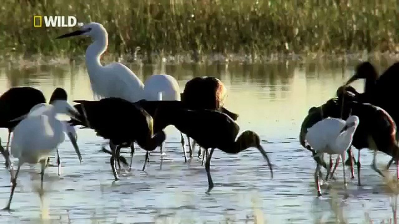 Animal Planet || Discovery Channel || Wildlife Animals || Hyena Documentary