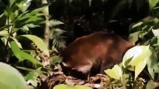 Animal Planet || Discovery Channel || Wildlife Animals || Jaguar Documentary
