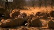 Lions Fighting To Death For Territory Nature Wildlife Documentary 360p