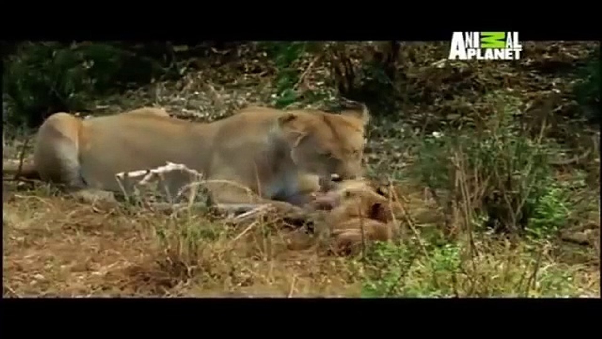⁣Leão rei da Selva; Vida implacável em Animal Planet || Animals Planet Discovery