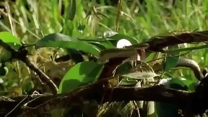 Monkey wildlife Animals