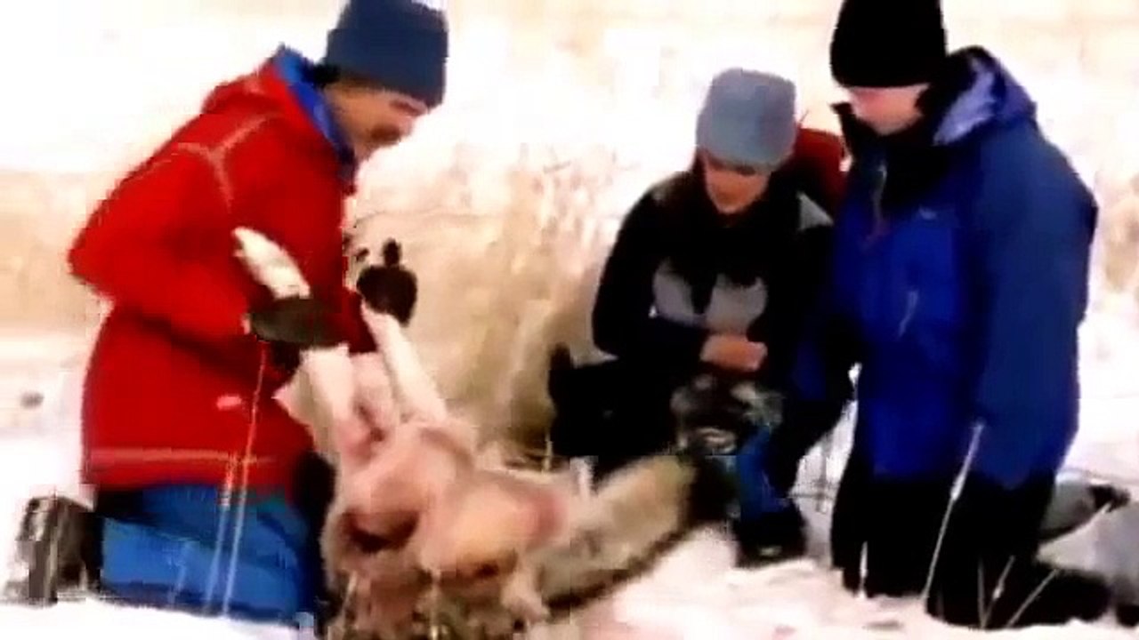 Wolf Attack Bison Animal Planet 2015 Wildlife Documentary || Animals Planet Discovery