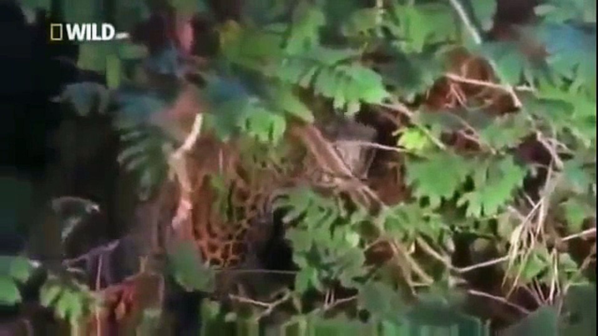 ⁣Leopard Kill Full documentary wildlife nature Animal planet Amazing || Animals Planet Discovery