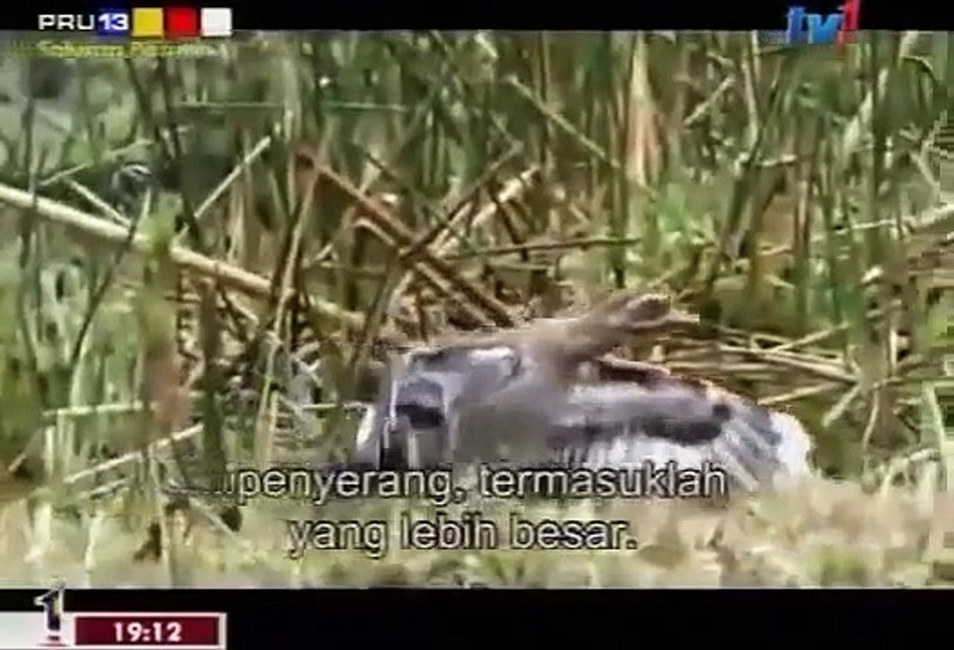 Crocs Of Katuma National Geographic Documentary 360p