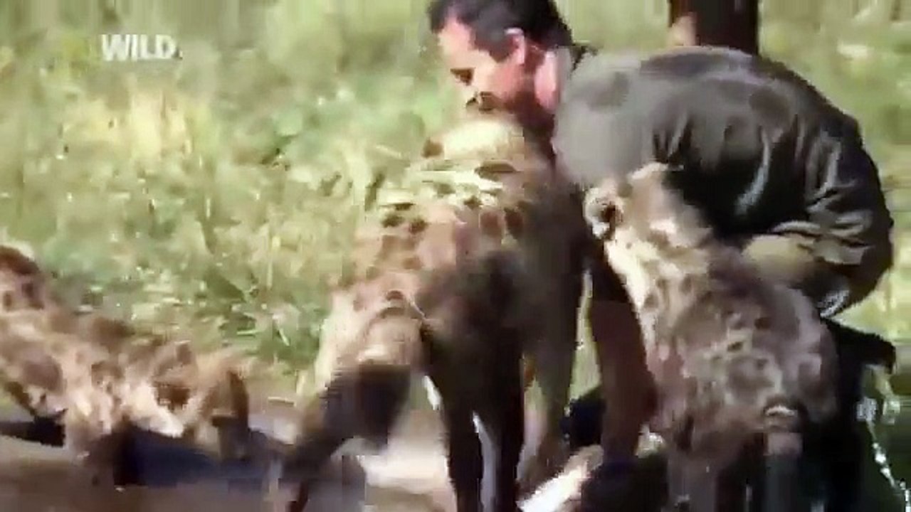 Amazing Lion Ranger Kevin Richardson 2 3 National Geographic Documentary 480p