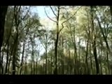 Vivoras de Cascabel Animal Planet || Animals Planet Discovery