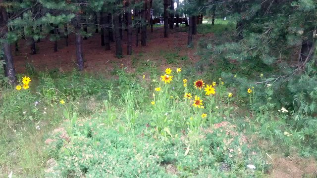 Демино, где проходит этап кубка мира по лыжному спорту. Летом.