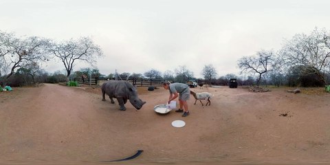 Baby Rhino Devours His Morning Bottle (360 Video)