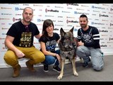 Mascotas: El retiro de los perros policía - 15/12/15