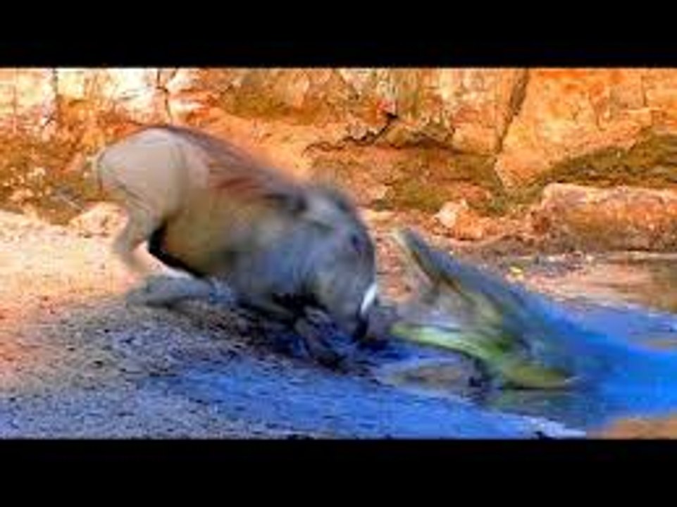 Crocodile killing big Warthog