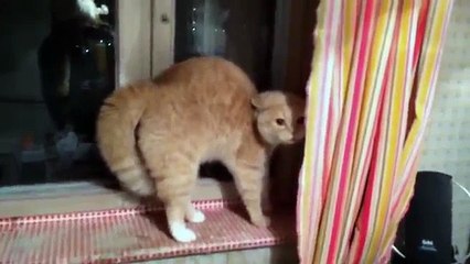 Довела кота до инфаркта