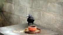 Corvo aves ávidas por carne