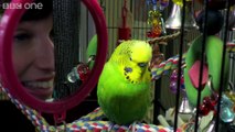Meet Disco the incredible talking budgie - Pets - Wild at Heart_ Episode 1 Preview - BBC One