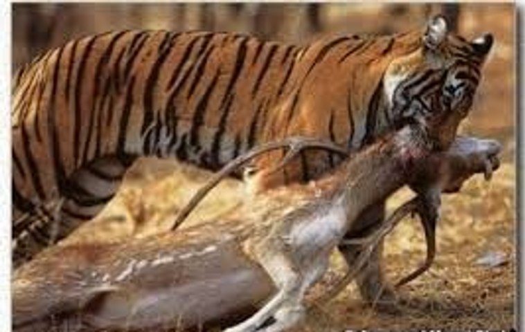 Siberian Tiger killing a Deer