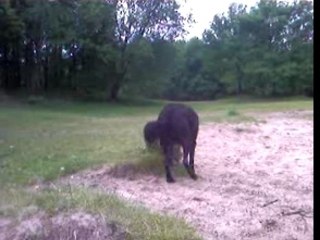 help ik zie een hond