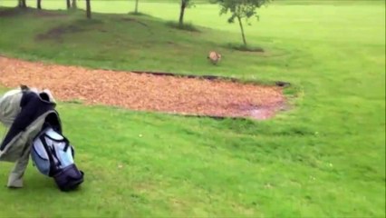 Man Repeatedly Chases Fox After It Steals His Golf Cover