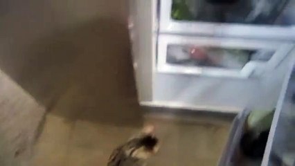 Este Gato Anda Con Müucho Hambre!! ★ humor gatos - video divertido gatos chistosos risa
