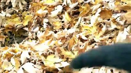 Este Gato le Encanta las Hojas Video Humor Gatos Gatos Chistosos Risa Gatos