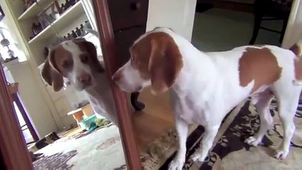 Crazy Funny Animals vs Mirrors Compilation 2014