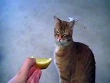 ESTE GATO ODIA EL OLOR A MENTA, jaja LAS CARAS!!! humor gatos - video divertido gatos chis