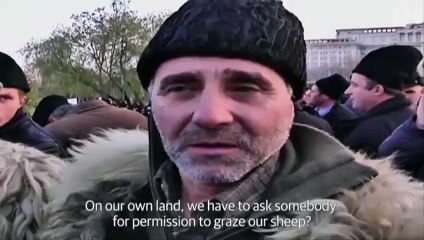 Shepherds protest against new sheepdog laws at Romanian parliament