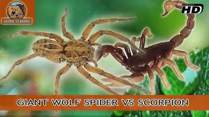 Giant Wolf Spider vs Huge Scorpion Full battle - Animal vs Animal [HD]