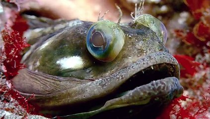 Dev ağızlı balık gördüğünüzde şaşıracaksınız