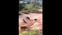 ( Köpekler dev Pitona saldırdı ) Pack of dogs attacking a large cobra snake