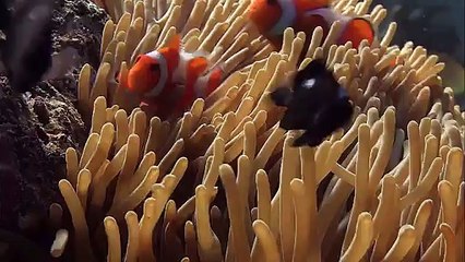 palyaço yumurtaları yakın çekim