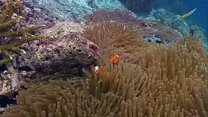 palyaço yumurtlama2