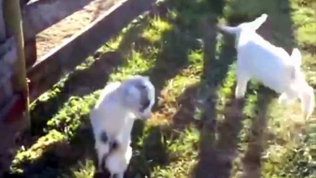 Cabras Divertidos Y Lindos Del Bebé. Compilación 2015 Risa de Animales