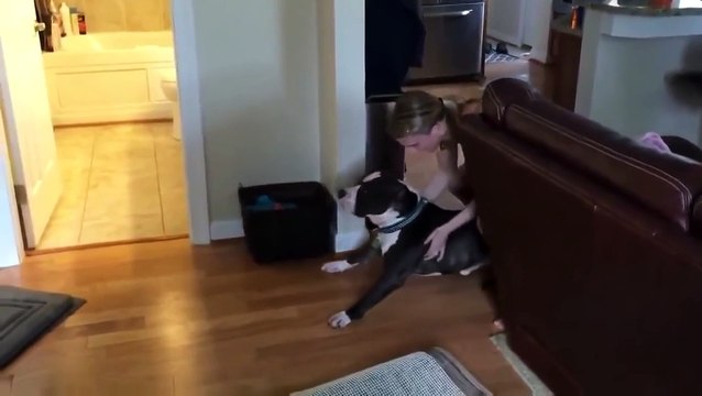 Пес не очень хочет принимать душ