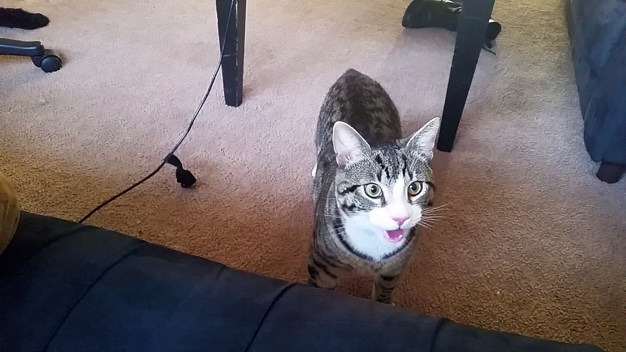 Cat Pants Like a Dog