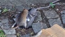 Rat vs Pigeon