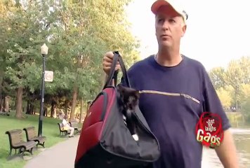 Denize Düşen Kedi Yılana Sarılır