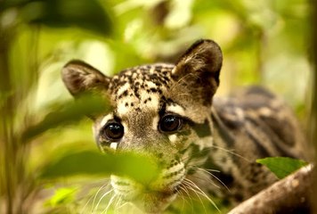 Dumanlı Parsın Dönüşü-3